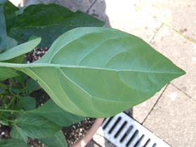 [Cayenne Rot]
