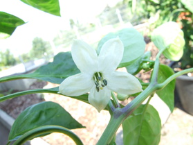 [Cayenne Rot]
