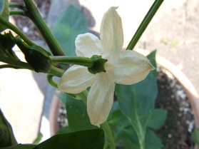 [Cayenne Rot]