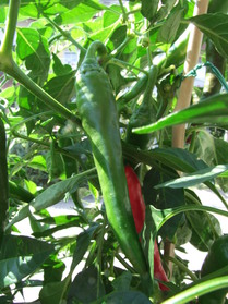 [Cayenne Rot]