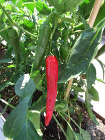 [Cayenne Rot]
