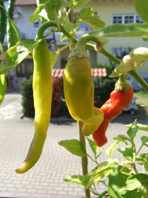 [Charleston Hot]