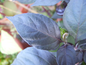 [Cheiro Roxa]