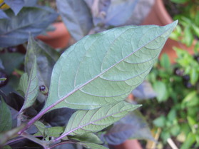 [Cheiro Roxa]