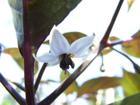 [Cheiro Roxa]