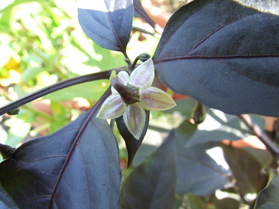 [Cheiro Roxa]