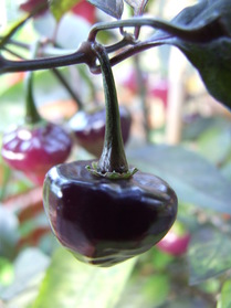 [Cheiro Roxa]