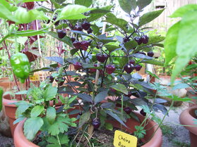 [Cheiro Roxa]