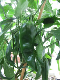 [Chilcostle]