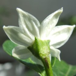 [Chili 11]