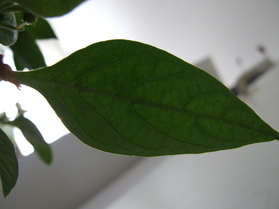 [Chili 11]