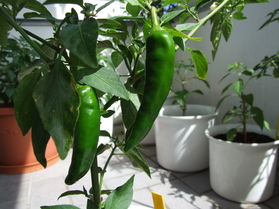 [Chili 11]