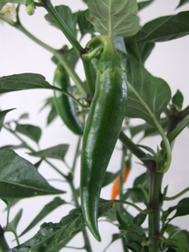[Chili 13]