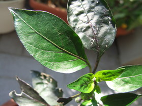 [Chili Persien]