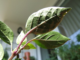 [Chili Persien]