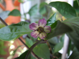 [Chili Persien]