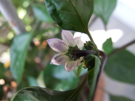 [Chili Persien]