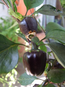 [Chili Persien]