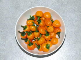 [Chili Persien]