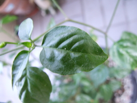 [Chiltepin]