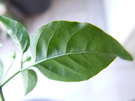 [Chiltepin]