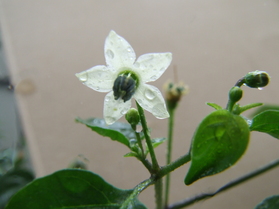 [Chiltepin]
