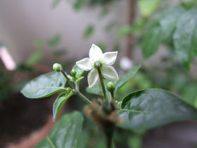 [Chiltepin]