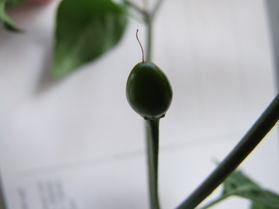 [Chiltepin]