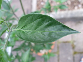 [Congo De Nicaragua]