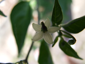[Congo De Nicaragua]