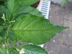 [Datil Red]