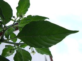 [Datil Red]