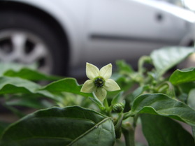 [Datil Red]