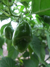 [Datil Red]