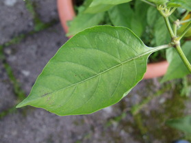 [Datil]
