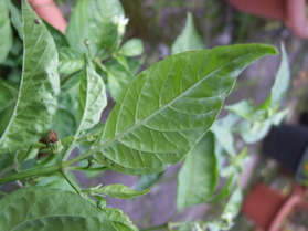 [Datil]