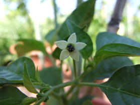 [Datil]