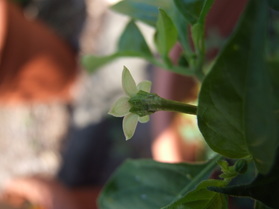 [Datil]