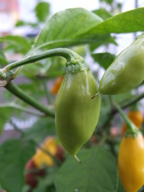 [Datil]