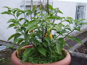 [Datil]