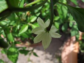 [De Árbol Mutant]