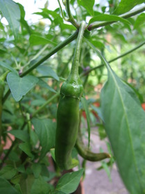 [De Árbol Mutant]