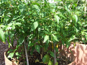 [De Árbol Mutant]