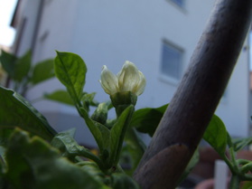 [Devil's Tongue]
