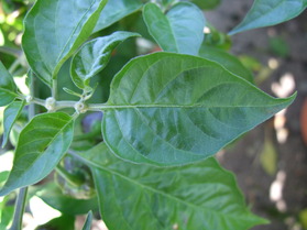 [Dorset Naga]