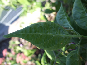 [Dorset Naga]