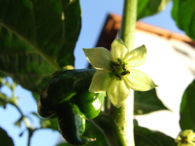 [Dorset Naga]