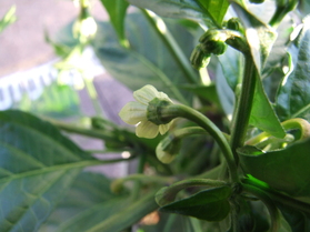 [Dorset Naga]