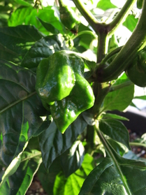 [Dorset Naga]