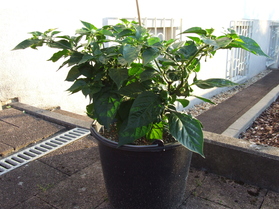 [Dorset Naga]